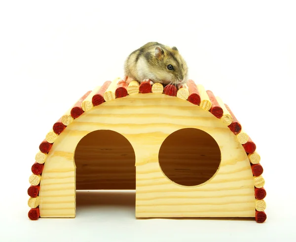 Petit hamster — Photo