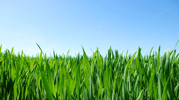 아름다운 푸른 잔디 — 스톡 사진