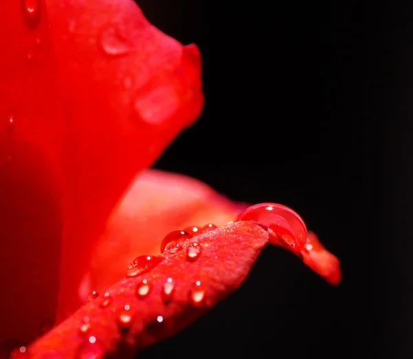Троянда з краплями води — стокове фото