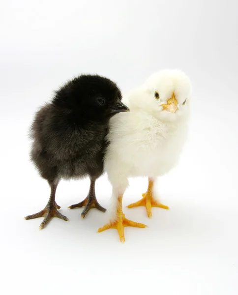 Two chicks — Stock Photo, Image