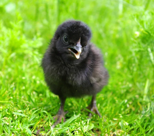 stock image Little chicken