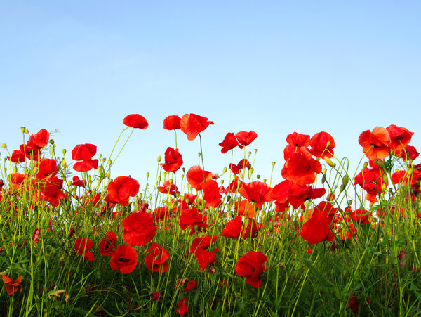 Red poppies on sky