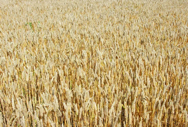 Зерно готове до збору врожаю — стокове фото