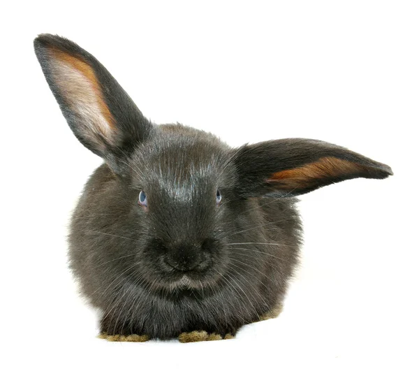 Schwarzes Kaninchen — Stockfoto