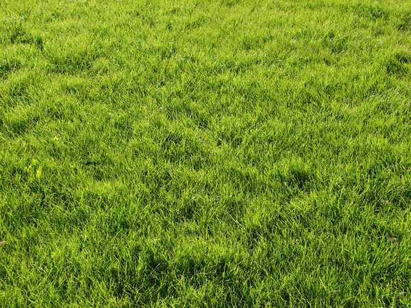 Green lawn Stock Photo