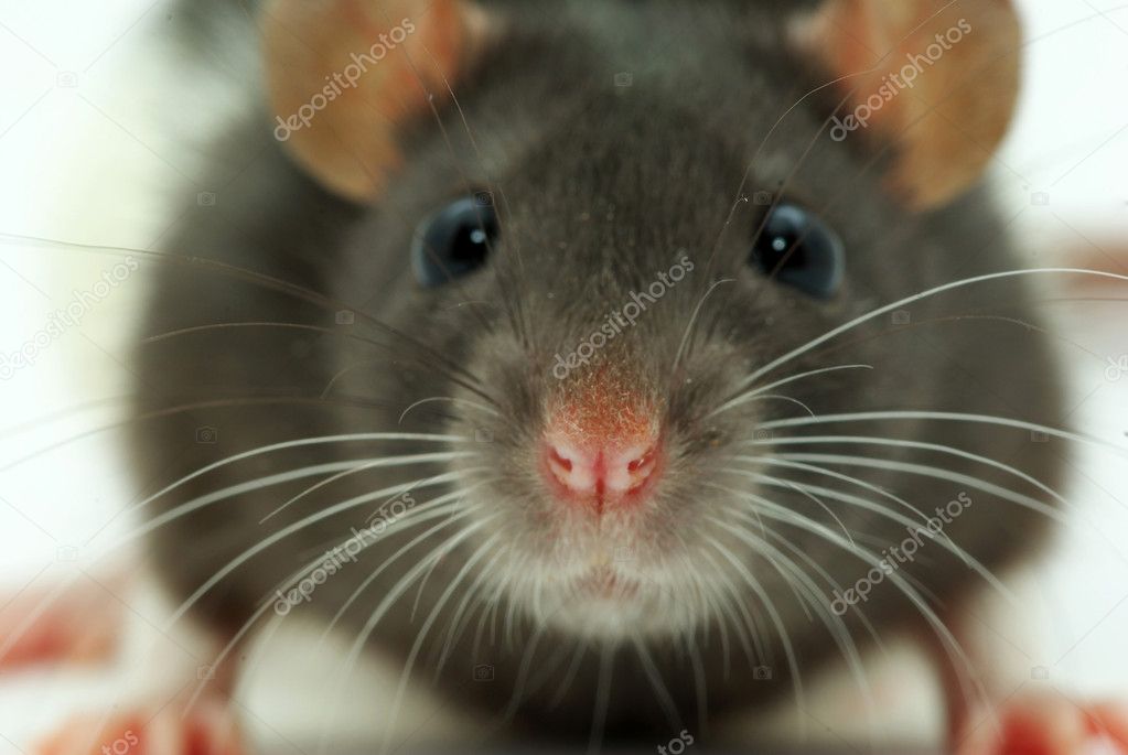 A rat looks at you
