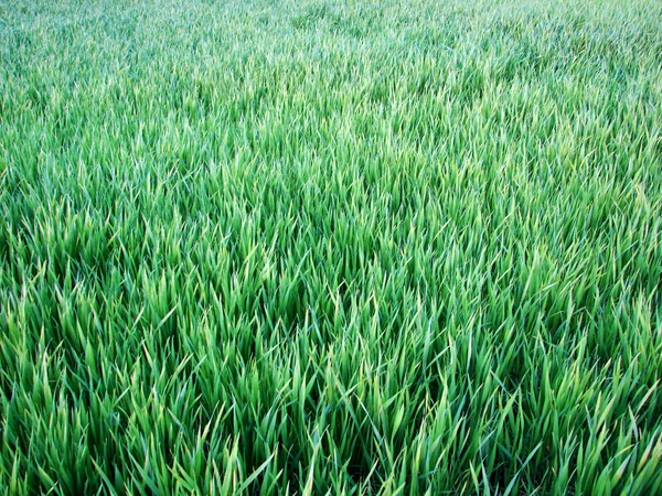 Arka planı yeşil çim — Stok fotoğraf
