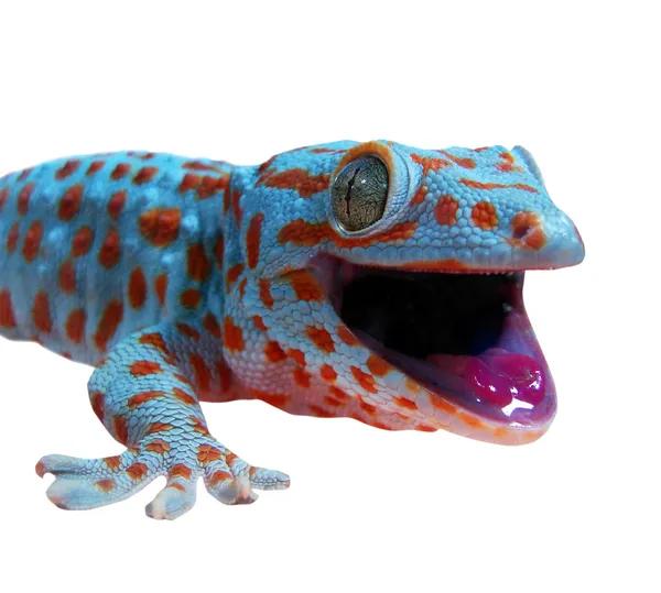 Gecko. —  Fotos de Stock