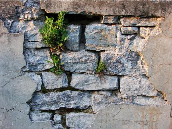 Ancien mur — Photo