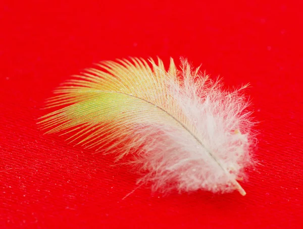 stock image Feather