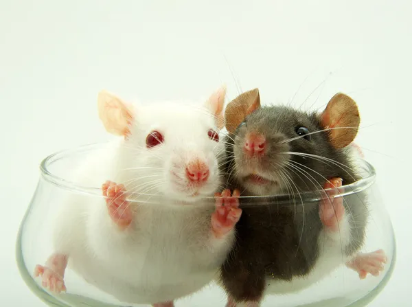 Två råttor — Stockfoto