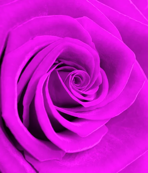 Linda rosa floração — Fotografia de Stock