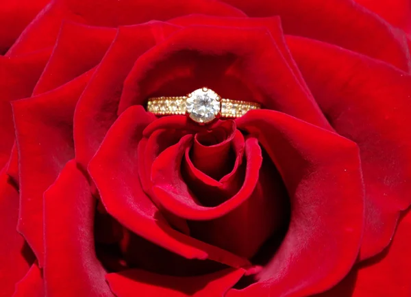 แหวนแต่งงานและกุหลาบ — ภาพถ่ายสต็อก