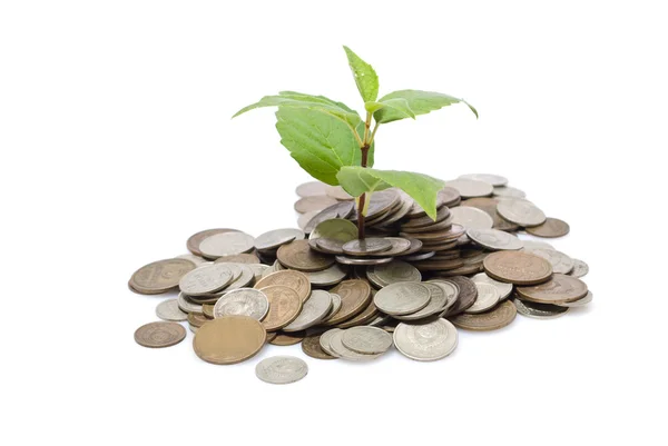 Shoot growing from pile of coins — Stock Photo, Image