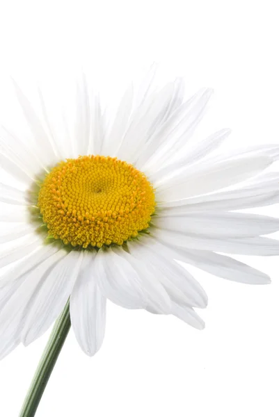 Λουλούδι χαμομήλι — Φωτογραφία Αρχείου
