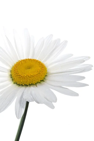 Camomile flower — Stock Photo, Image