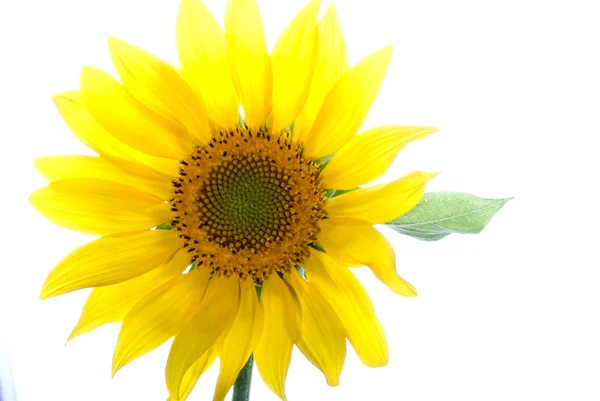 stock image Beautiful yellow Sunflower petals