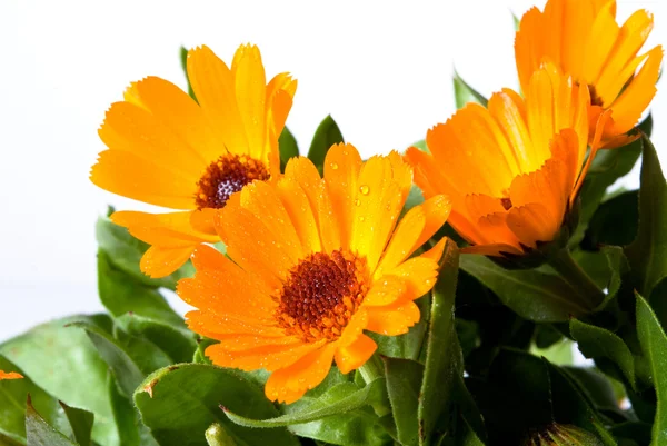 Bloemen van calendula — Stockfoto