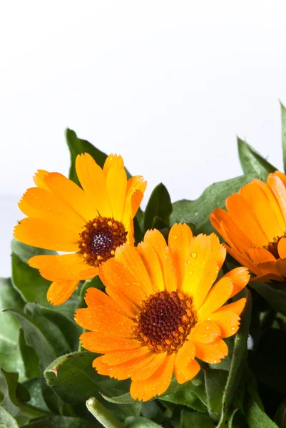 Flowers of calendula — Stock Photo, Image