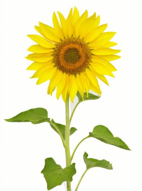 Sunflower clipart