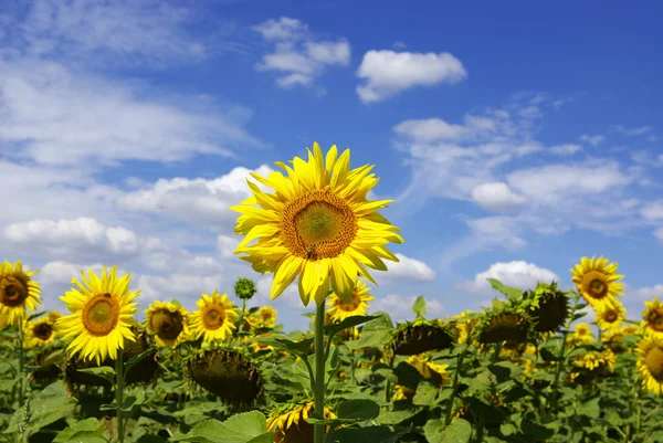 Sonnenblumen — Stockfoto