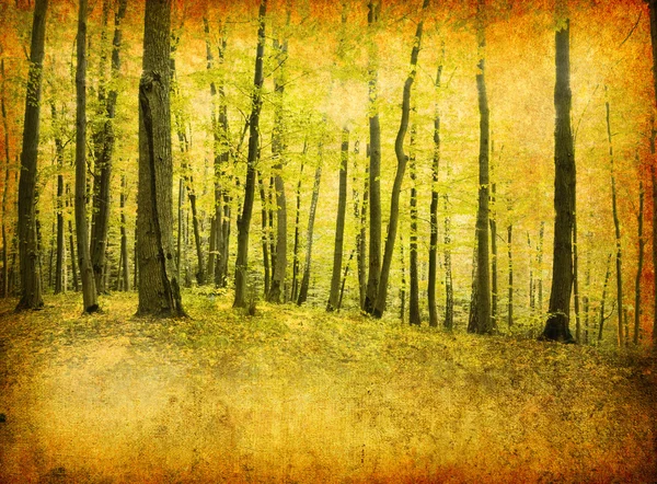 Vintage foto floresta — Fotografia de Stock