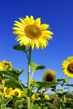 Sunflower clipart