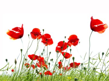 Poppy red clipart