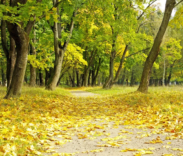 stock image Autumn