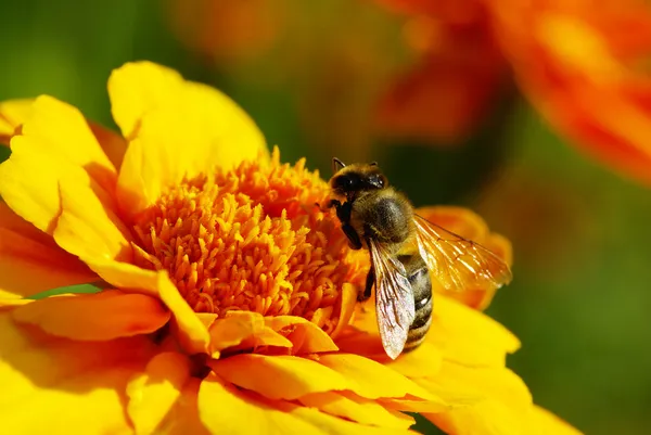 Bee — Stock Photo, Image