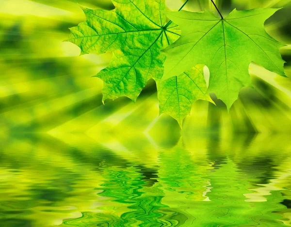 Zöld leveles — Stock Fotó