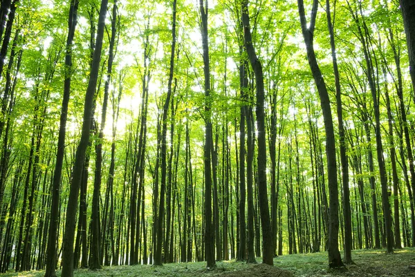 Forêt Photo De Stock