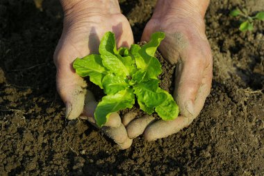 Plant in hands clipart