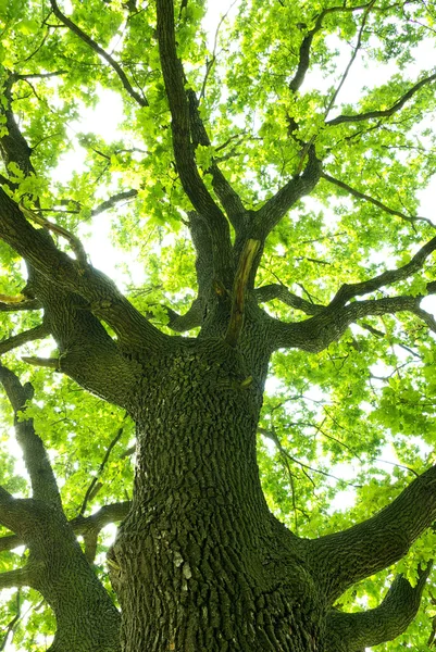 Tree; — Stock Photo, Image
