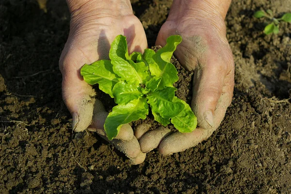 stock image Plant in hands