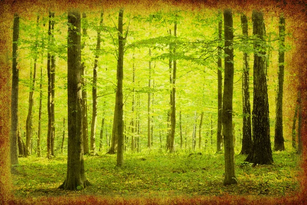 Vintage skogen Foto — Stockfoto