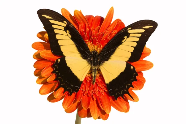 stock image Butterfly