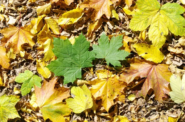Tło liści — Zdjęcie stockowe