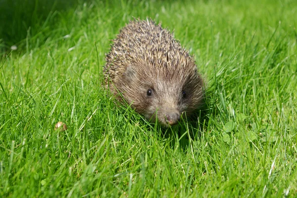 stock image Hedgehog