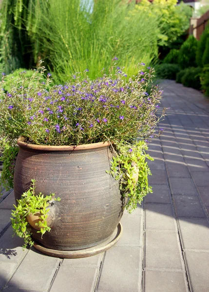 stock image Garden flowerpot