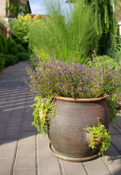 stock image Flowerpot with flowers