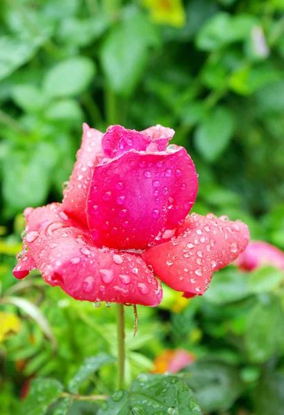Rózsa a bokron a kertben. — Stock Fotó