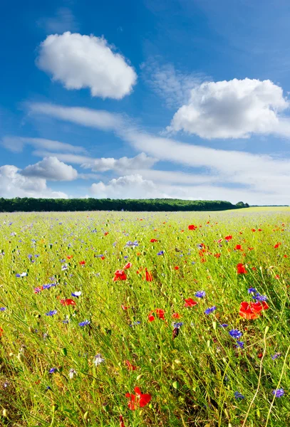 stock image Poppy red