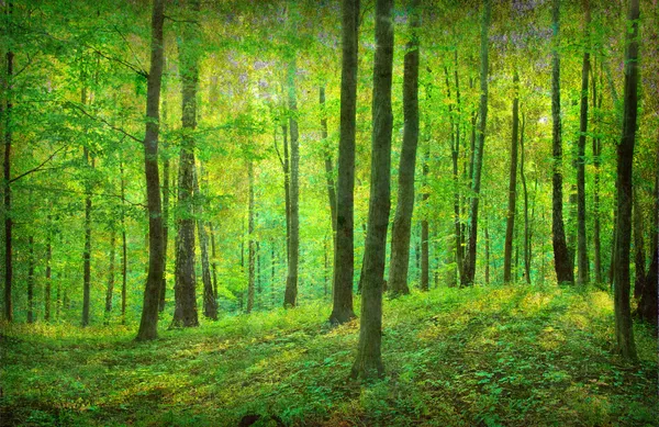 Vintage bosque foto — Foto de Stock