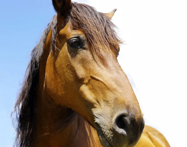 Лошадь Стоковое Фото