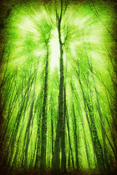 빈티지 숲 사진 — 스톡 사진