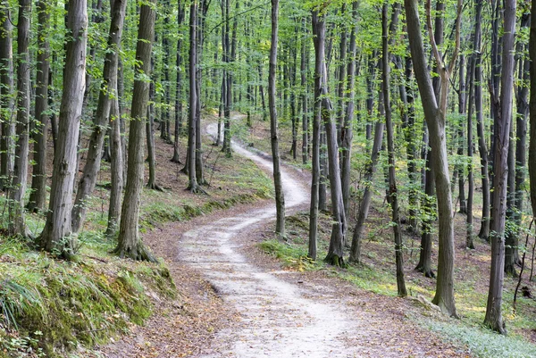 stock image Forest