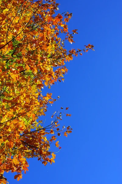 Дерево восени — стокове фото