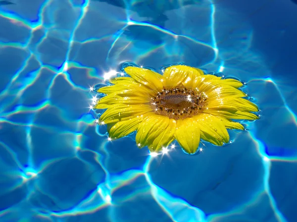 Flower on blue water — Stock Photo, Image