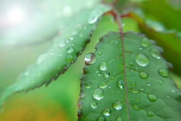 Sadepisarat — kuvapankkivalokuva